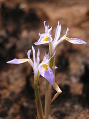 Moraea stricta