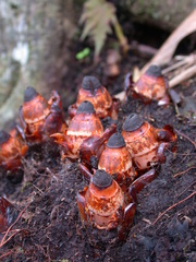 Mitrastemon yamamotoi