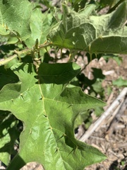 Solanum myriacanthum
