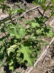 Solanum myriacanthum