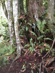 Mitrastemon yamamotoi