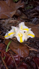 Curcuma singularis