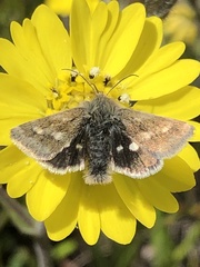 Heliothodes