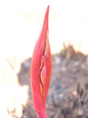 Cyrtanthus tuckii transvaalensis