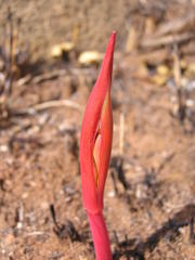 Cyrtanthus tuckii transvaalensis
