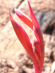 Cyrtanthus tuckii transvaalensis