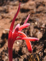 Cyrtanthus tuckii transvaalensis