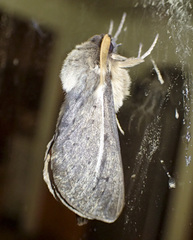 Oxycanus antipoda
