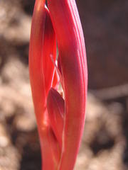 Cyrtanthus tuckii transvaalensis