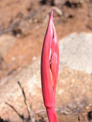 Cyrtanthus tuckii transvaalensis
