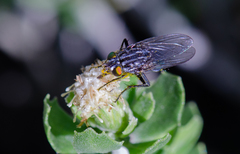 Sarconesia chlorogaster