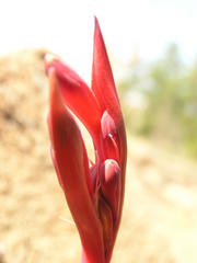 Cyrtanthus tuckii transvaalensis
