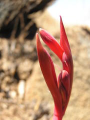 Cyrtanthus tuckii transvaalensis