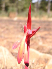 Cyrtanthus tuckii transvaalensis