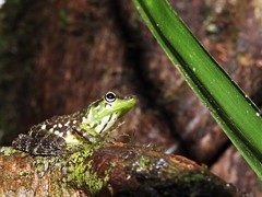 Mantidactylus argenteus