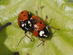 Cryptocephalus cordiger