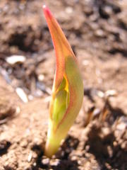 Cyrtanthus tuckii transvaalensis