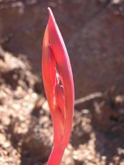 Cyrtanthus tuckii transvaalensis