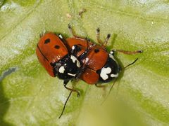 Cryptocephalus cordiger