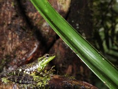 Mantidactylus argenteus