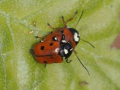 Cryptocephalus cordiger