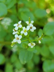 Nasturtium microphyllum