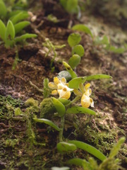 Gastrochilus formosanus