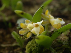 Gastrochilus formosanus