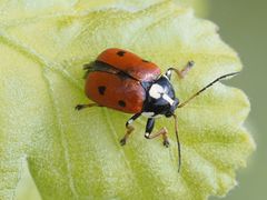 Cryptocephalus cordiger