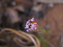 Felicia muricata muricata