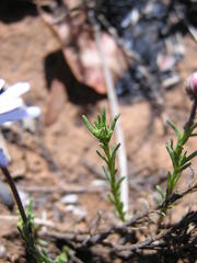 Felicia muricata muricata
