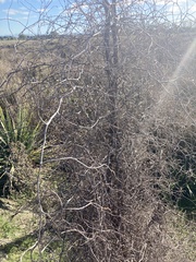 Plagianthus regius