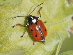 Cryptocephalus cordiger