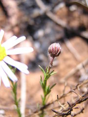 Felicia muricata muricata
