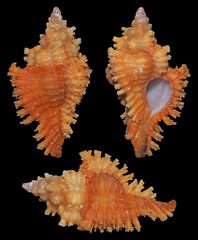 Chicoreus brunneus