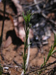 Felicia muricata muricata