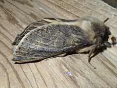 Oxycanus antipoda