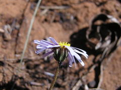 Felicia muricata muricata