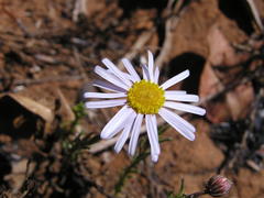 Felicia muricata muricata