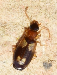 Dromiusina