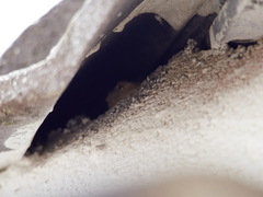 Tarentola mauritanica