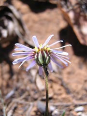 Felicia muricata muricata