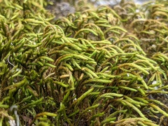 Leucodon andrewsianus