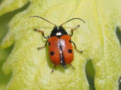 Cryptocephalus cordiger