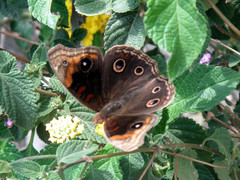 Junonia nigrosuffusa