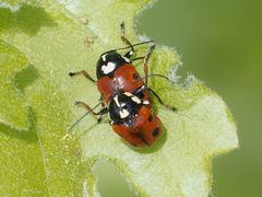 Cryptocephalus cordiger