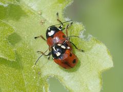 Cryptocephalus cordiger