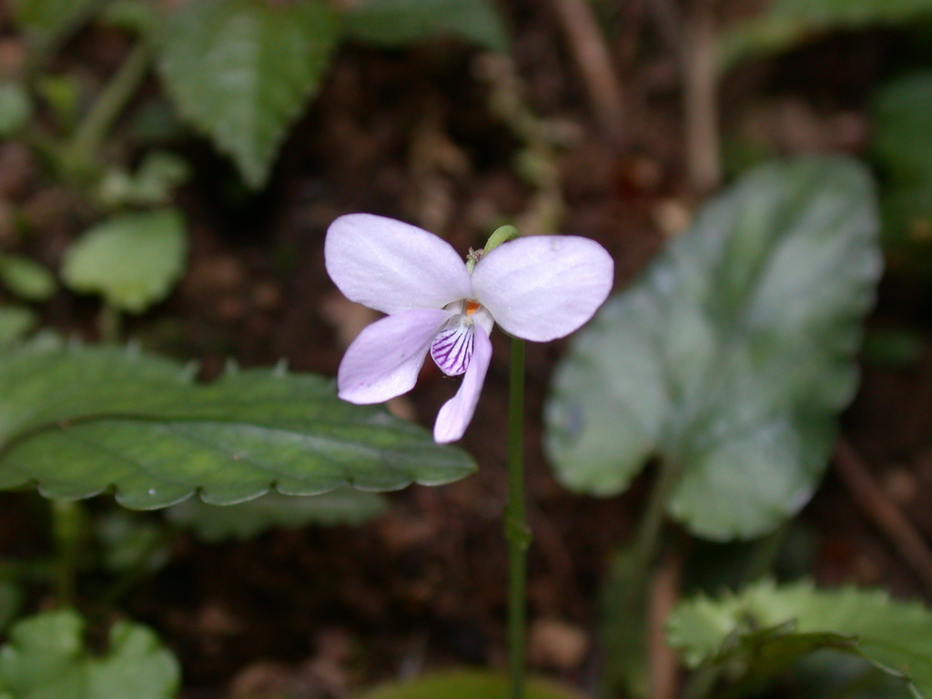Viola mucronulifera (Viola mucronulifera)