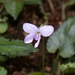 Viola mucronulifera - Photo (c) lecanorchis, algunos derechos reservados (CC BY-NC)