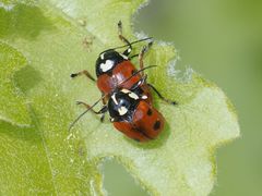 Cryptocephalus cordiger